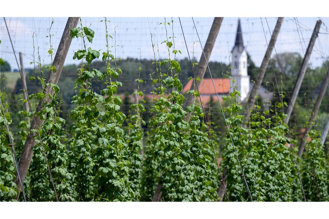 Deutschland ist das größte Anbaugebiet für Hopfen - und verzeichnete 2024 auch die größte Ernte. (Archivbild)
