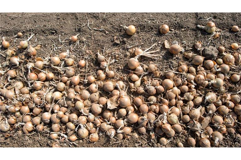 Deutschlands Gemüsebauern haben im vergangenen Jahr so viele Zwiebeln geerntet wie nie seit 1990. (Archivbild)