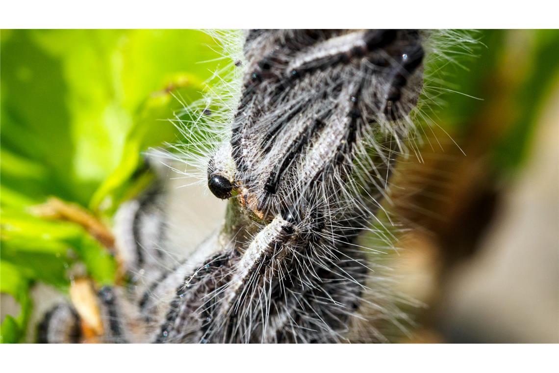 Deutschlandweit werden Maßnahmen gegen den Eichenprozessionsspinner ergriffen. (Archivbild)