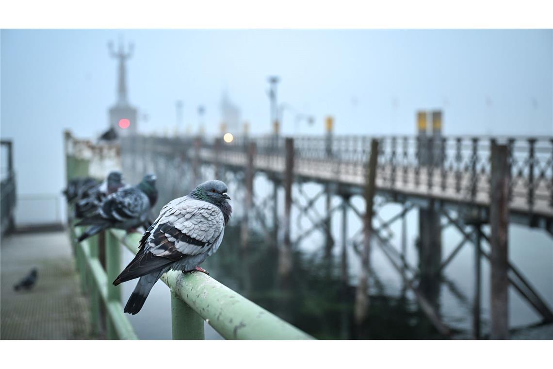 Bilder des Tages Dichter Nebel hängt über dem Bodensee: Tauben sitzen am Morgen auf dem Geländer am Hafen von Konstanz