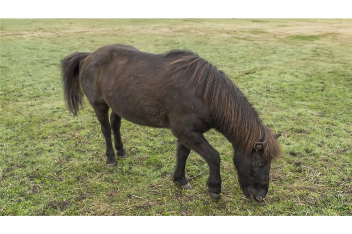 11-Jährige durch Pferdetritt schwer verletzt Die 11-Jährige wurde von dem Pferd getreten und wurde dabei schwer verletzt. (Symbolbild)