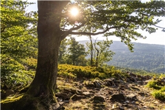 Die Abendsonne scheint durch den Wald an der Weißen Mauer im Taunus bei Oberursel.
