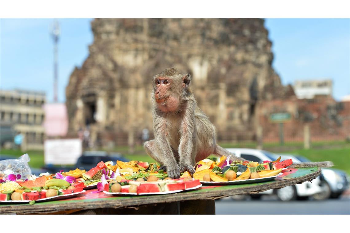 Ein Bankett als Dankeschön: Festmahl für Affen in Thailand Die Affen speisen in einem alten Khmer-Tempel.