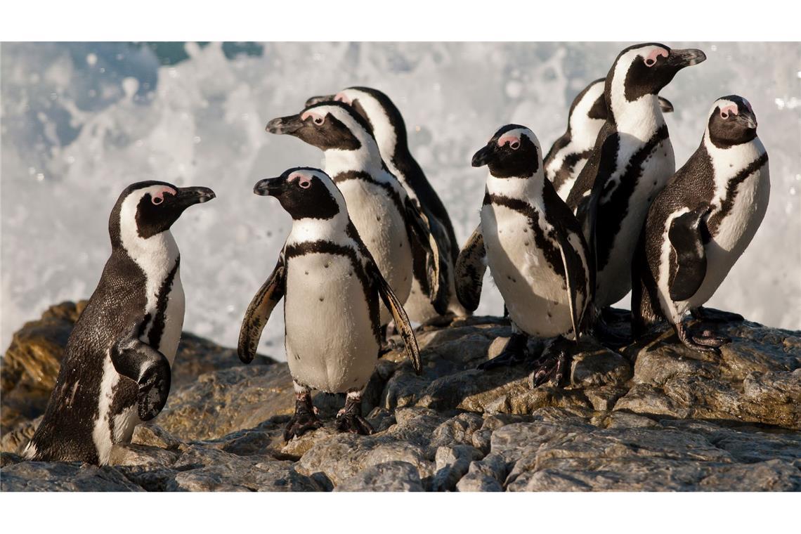 WWF-Bericht: Igeln geht es schlechter, Seeadlern besser Die afrikanischen Brillenpinguine werden seit diesem Jahr als „vom Aussterben bedroht“ eingestuft. (Handout)