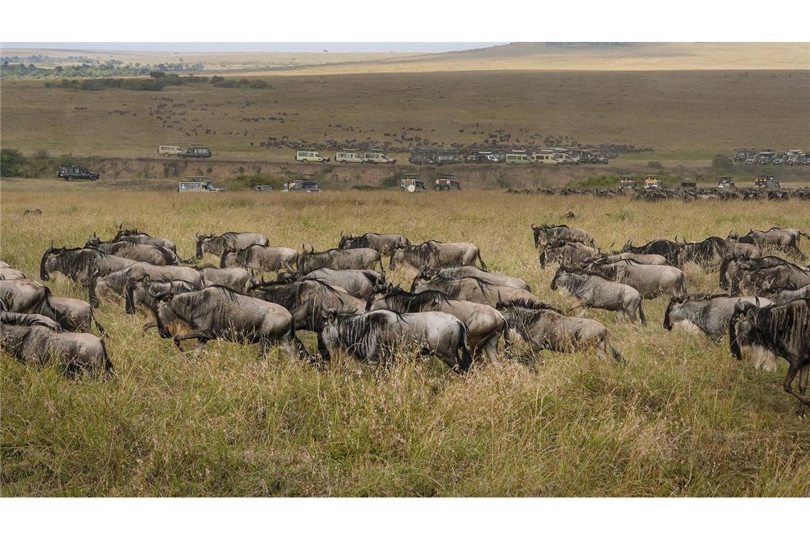 Spektakuläre Wanderung der Gnus - Sorge vor Übertourismus Die alljährliche Gnuwanderung von der Serengeti in die Masai Mara ist ein weltberühmtes Naturspektakel