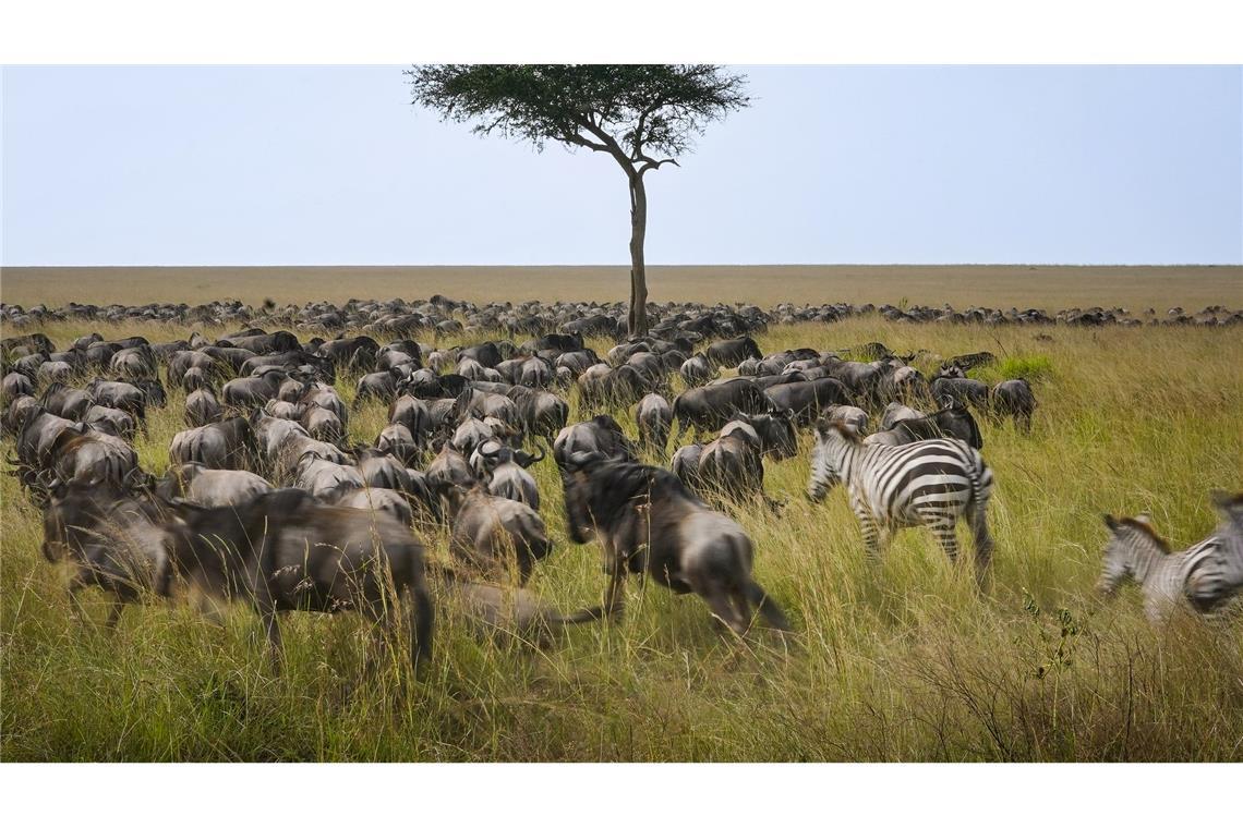 Spektakuläre Wanderung der Gnus - Sorge vor Übertourismus Die alljährliche Gnuwanderung von der Serengeti in die Masai Mara ist ein weltberühmtes Naturspektakel
