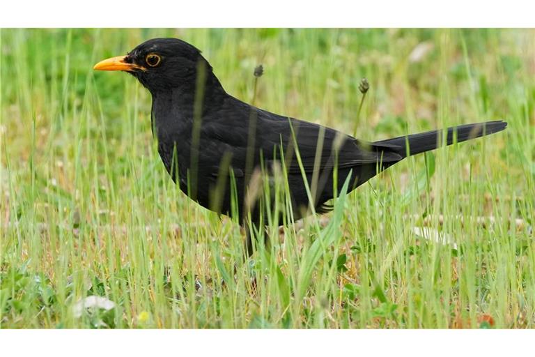 Die Amsel braucht naturnahe Gärten und Grünflächen. (Archiv)