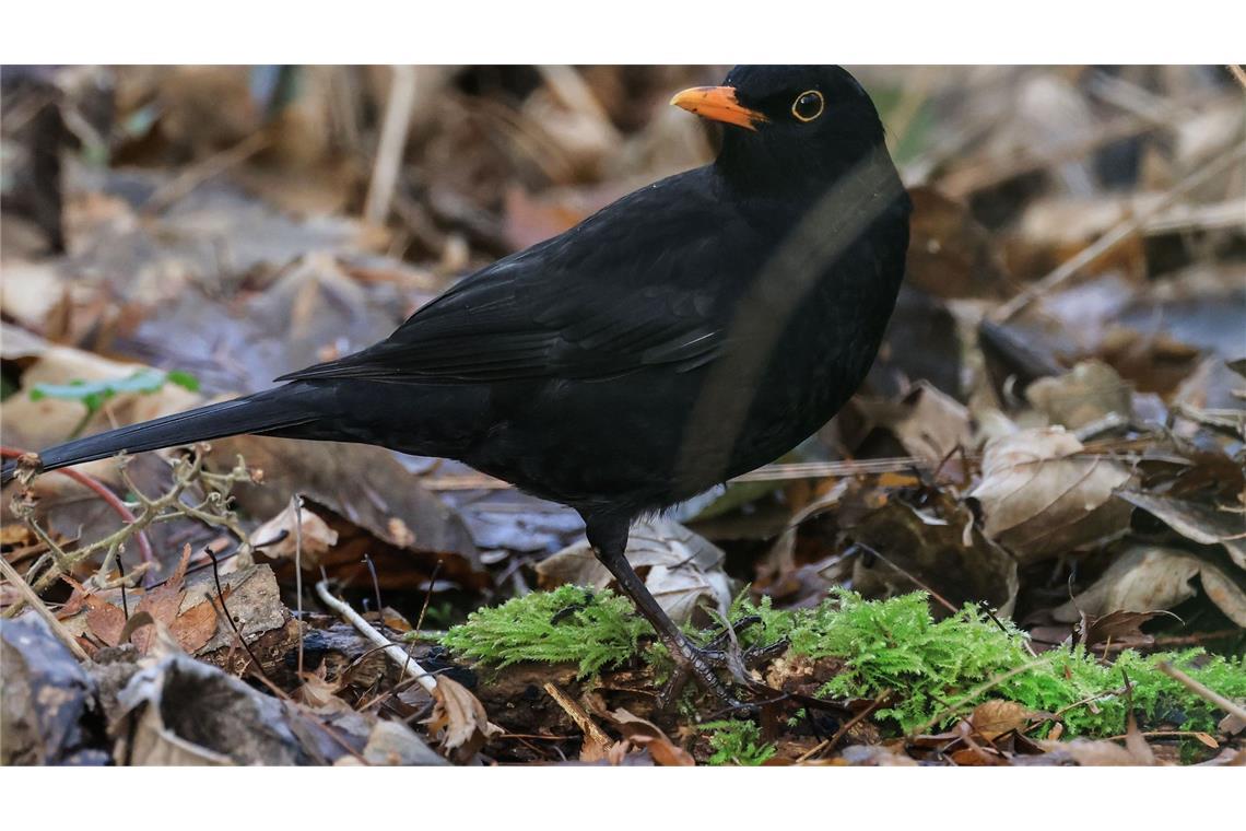 "Stunde der Wintervögel": Deutlich weniger Amseln gesichtet Die Amsel war bei der "Stunde der Wintervögel" in diesem Jahr deutlich weniger zu sehen als noch im Vorjahr. (Archivbild)