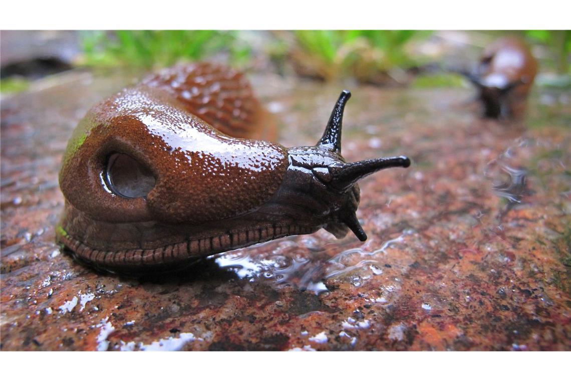 Hobbygärtner atmen auf: Der Superschnecke ist es zu trocken Die anhaltende Trockenheit hat Nacktschnecken zu schaffen gemacht. (Archivbild)