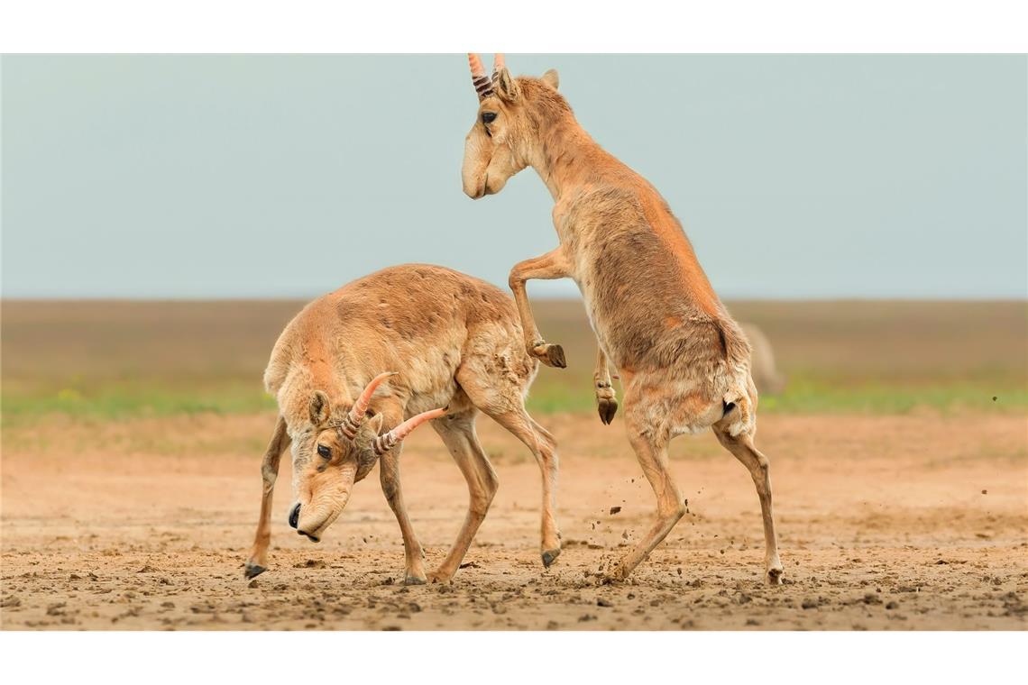 Die Antilopen sind in der zentralasiatischen Steppe beheimatet.