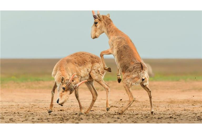 Die Antilopen sind in der zentralasiatischen Steppe beheimatet.