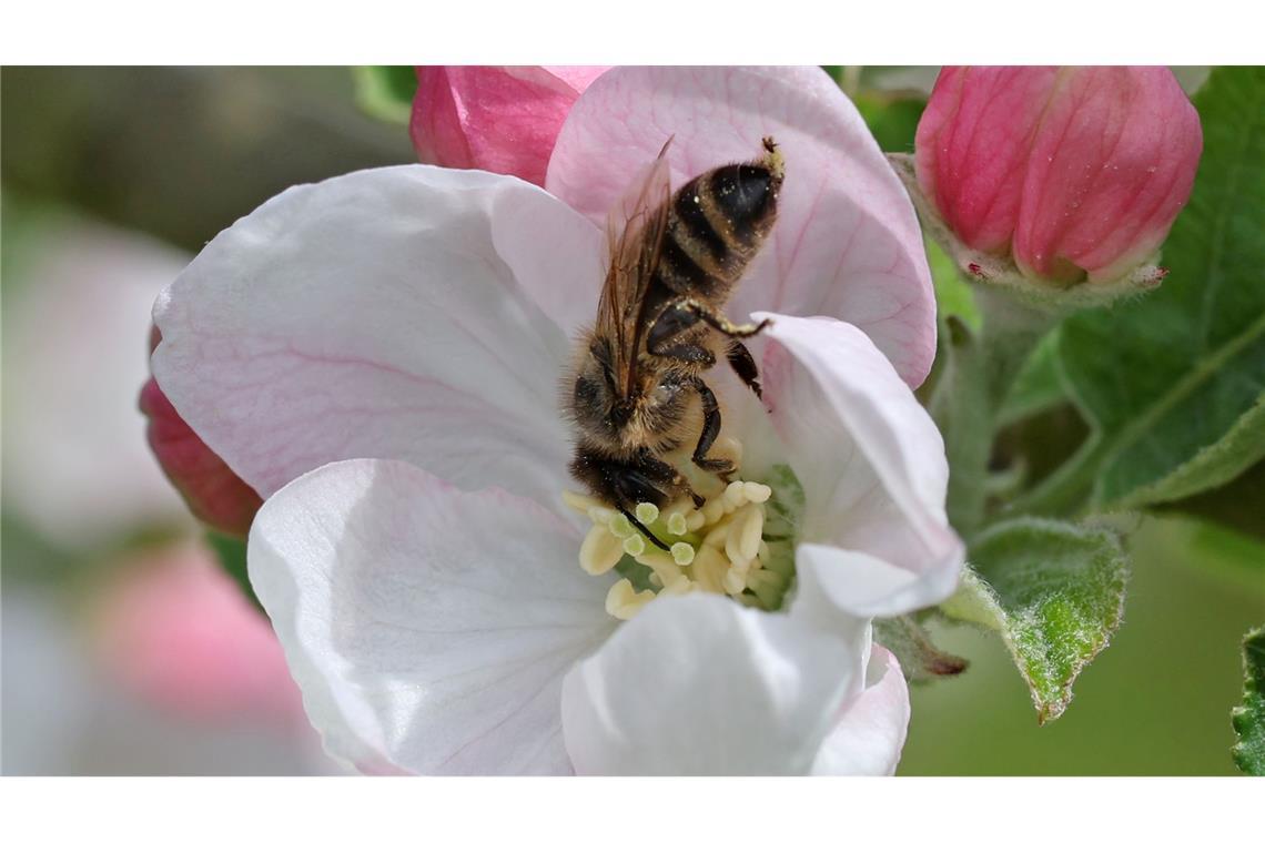 Bilder des Tages Die Apfelblüte hat in Mecklenburg-Vorpommern begonnen