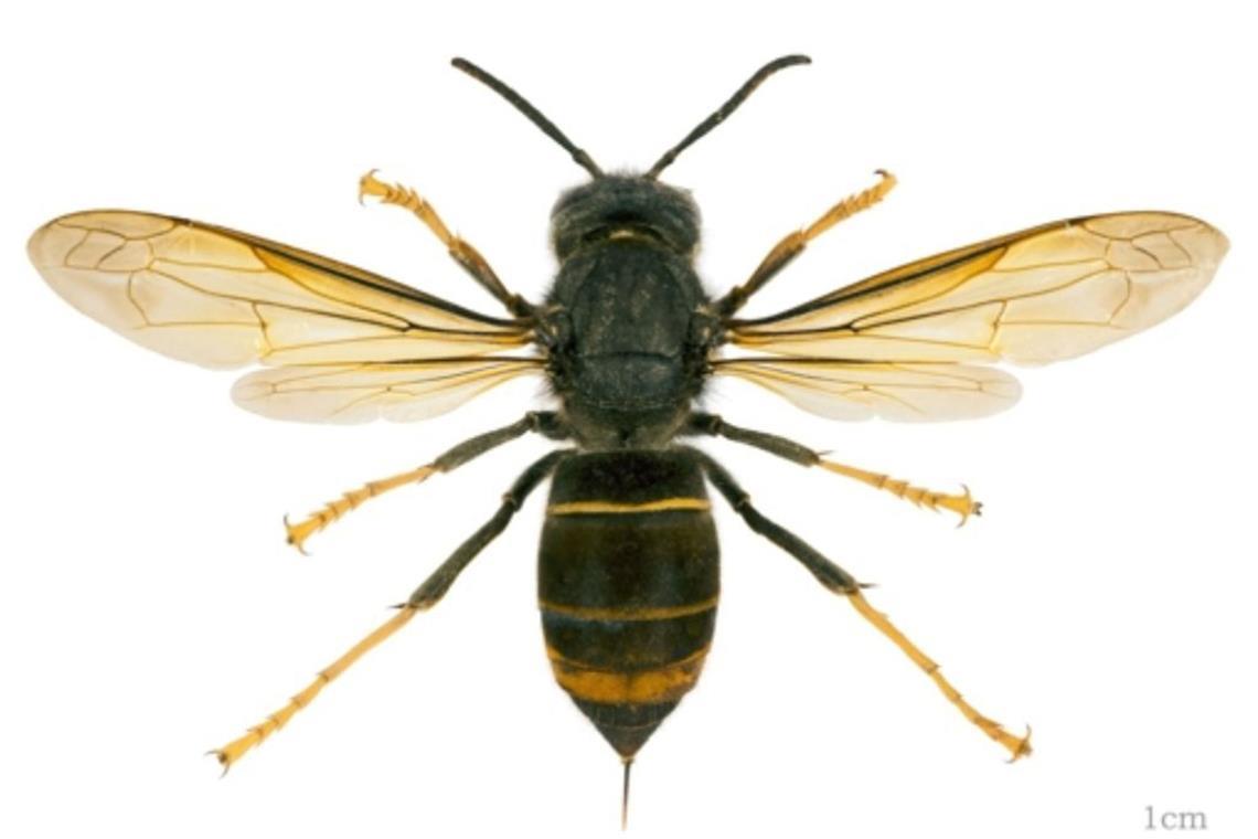 Wie gefährlich ist die Asiatische Hornisse? Die Asiatische Hornisse (Vespa velutina nigrithorax) von oben