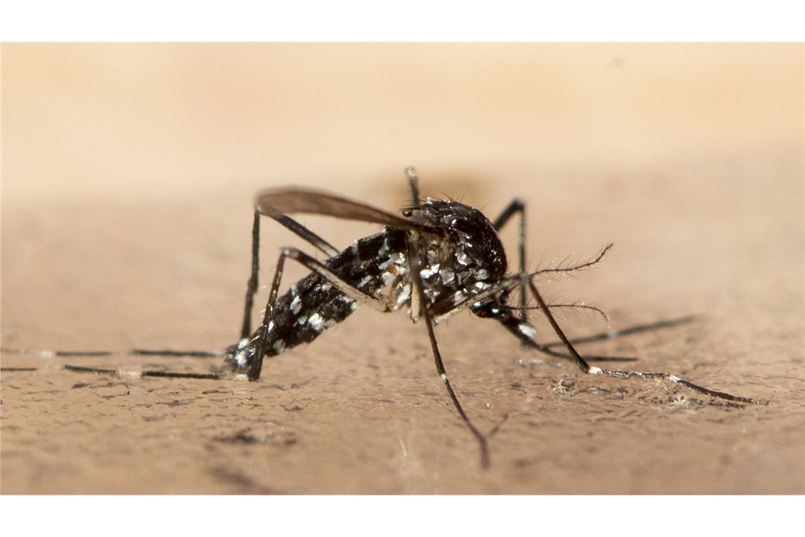 Die Asiatische Tigermücke ist mittlerweile in mehr als 200 Kommunen im Südwesten Deutschlands nachgewiesen. (Symbolbild)