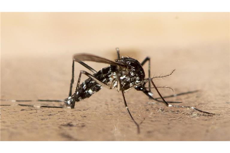 Die Asiatische Tigermücke ist mittlerweile in mehr als 200 Kommunen im Südwesten Deutschlands nachgewiesen. (Symbolbild)