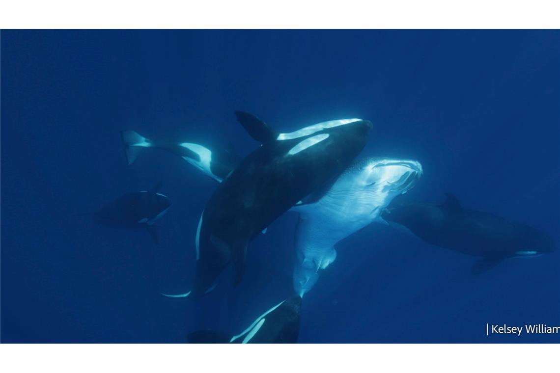 Orca-Gruppe jagt Walhaie in koordinierten Attacken Die Attacken der Orcas wurden erstmals im Detail beschrieben.