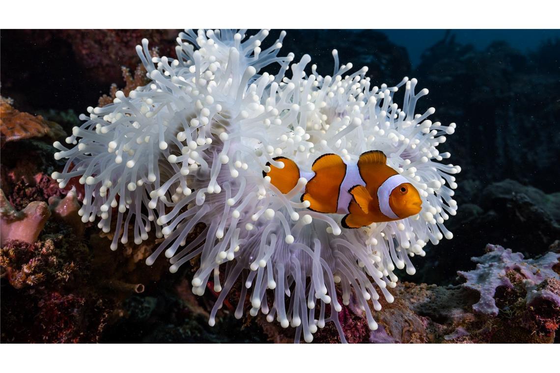 Zum Wegschrumpfen heiß: Bei Hitze werden Clownfische kleiner Die aus dem Animationsfilm "Findet Nemo" bekannten Echten Clownfische (Amphiprion percula) leben im Schutz von Seeanemonen.