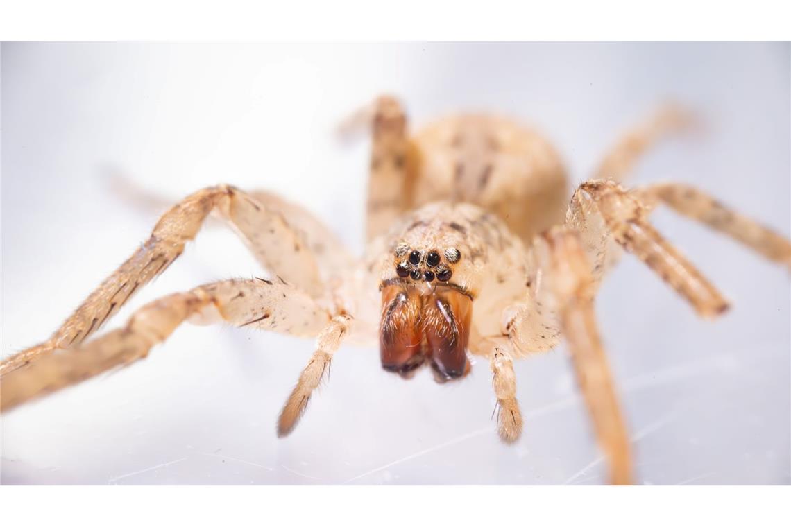 Die aus dem Mittelmeerraum stammende Spinne kommt inzwischen auch in Norddeutschland vor. (Archivbild)