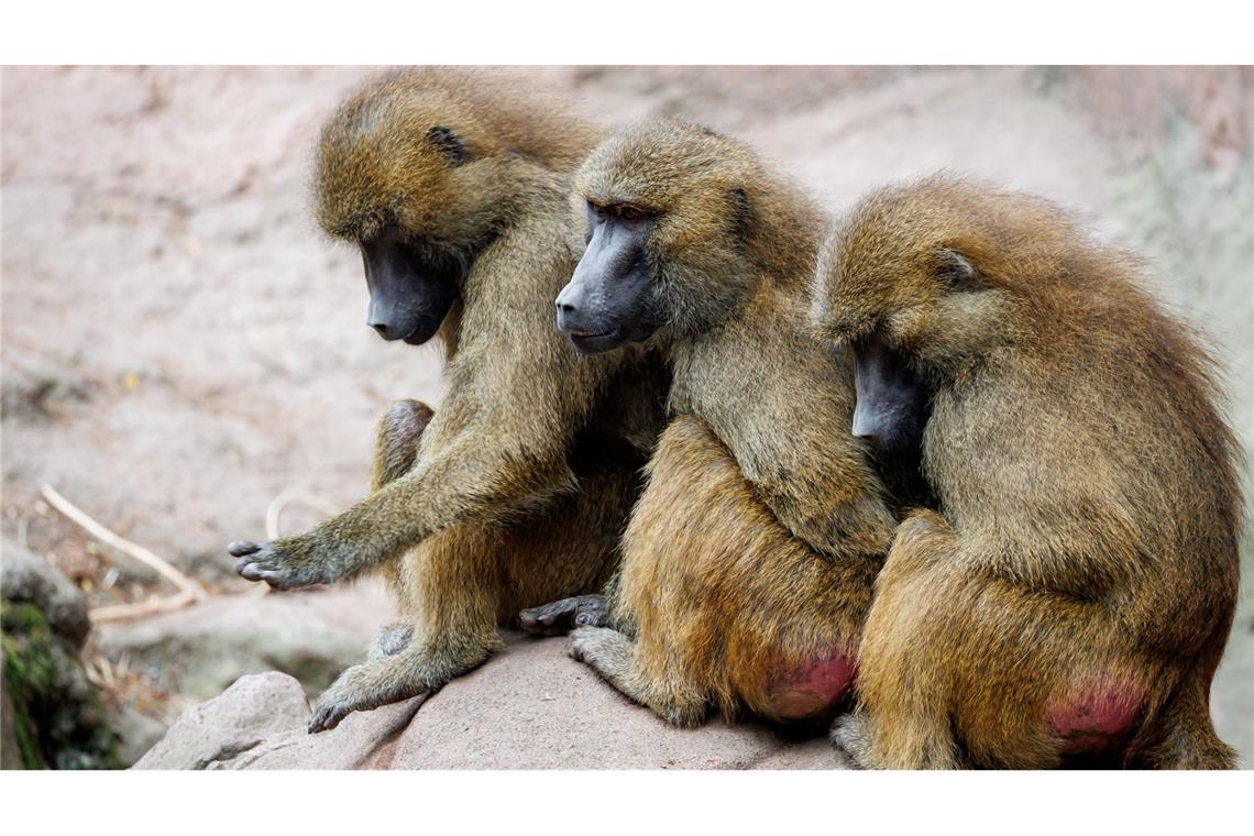 Die aus Platzgründen getöteten Paviane wurden zum Teil an Raubtiere des Zoos verfüttert. (Archivbild)