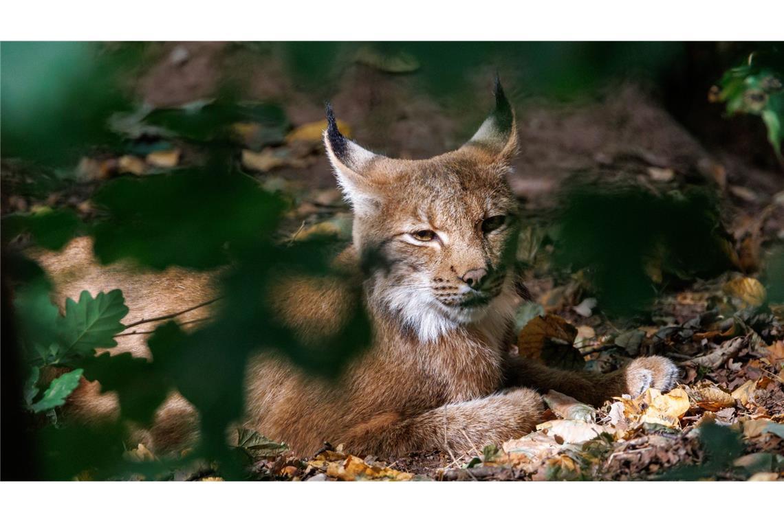 Die Auswilderung ist Teil des Projekts „Luchs Baden-Württemberg“. (Symbolbild)