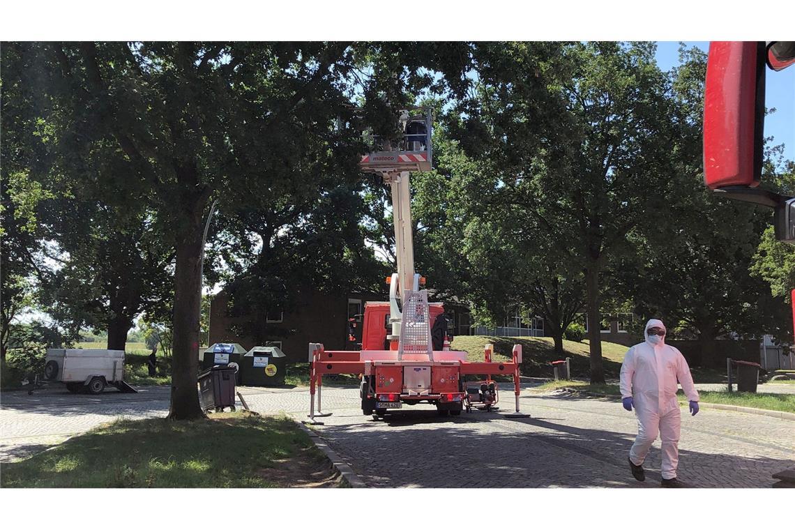 Die Autobahnmeisterei lässt auf dem Rastplatz Stillhorn Ost Nester des Eichenprozessionsspinners von Bäumen absaugen.