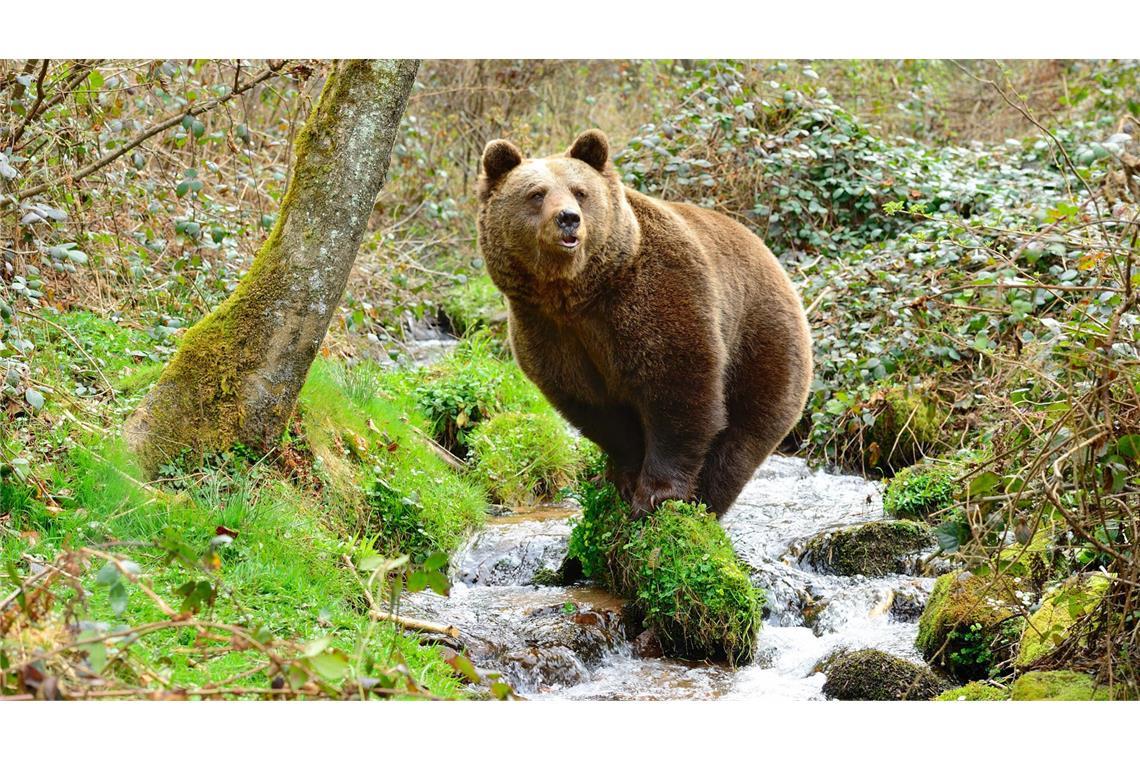 Tierpark im Schwarzwald nimmt heftig umstrittene Bärin auf Die Bärin JJ4 ist knapp 20 Jahre alt – seit zwei Jahren lebt sie gefangen in Trient.