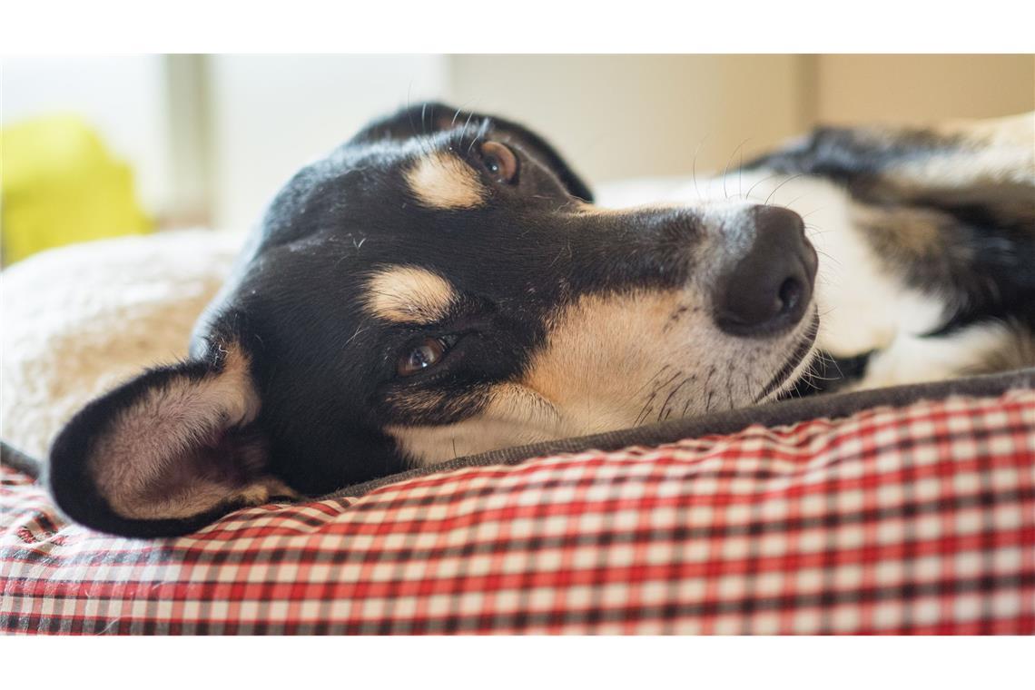Die Beagle-Mischlings-Hündin „Franky“ liegt entspannt im flauschigen Bett und wartet schon auf Frauchen und Herrchen.