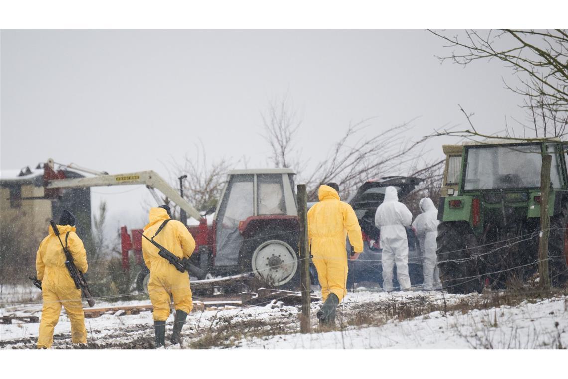 Analysen zur Maul- und Klauenseuche dauern an Die Behörden beraten weiterhin über das weitere Vorgehen bei der Maul- und Klauenseuche, die in Brandenburg ausgebrochen ist. (Archivbild)