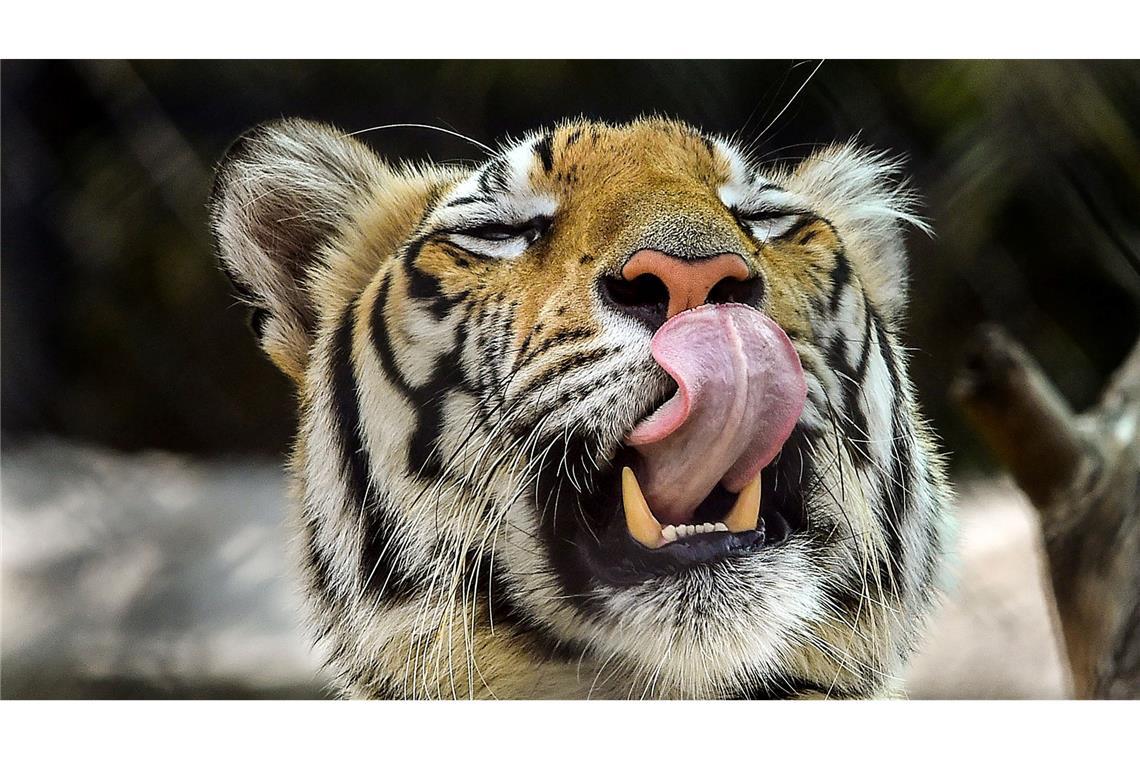 Unwetter in Mexiko: Freilaufender Tiger wurde gefunden Die Behörden hatten die Bevölkerung aufgerufen, sich sofort zu melden, sollte sie den Tiger sehen. (Archivbild)