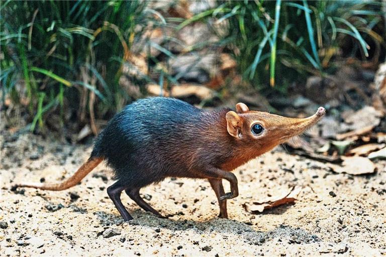 Die beiden Rüsselhündchen haben sich schon beschnuppert.