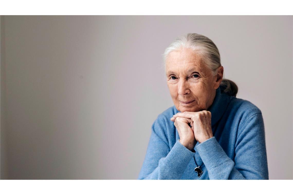 Jane Goodall: Todesursache bekanntgegeben Die berühmte Schimpansenforscherin Jane Goodall ist im Alter von 91 Jahren gestorben. (Archivbild)