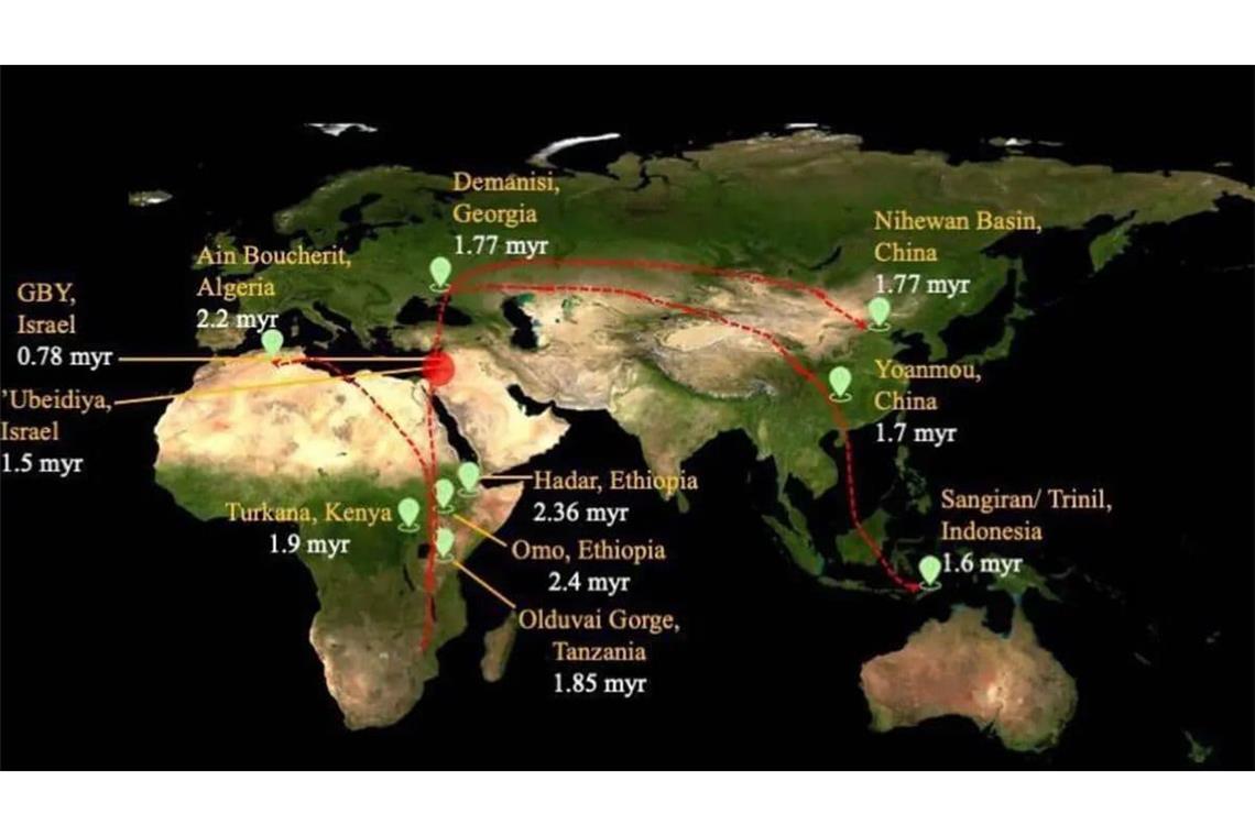 Ältestes Erwachsenen-Fossil von Homo erectus in Südafrika entdeckt