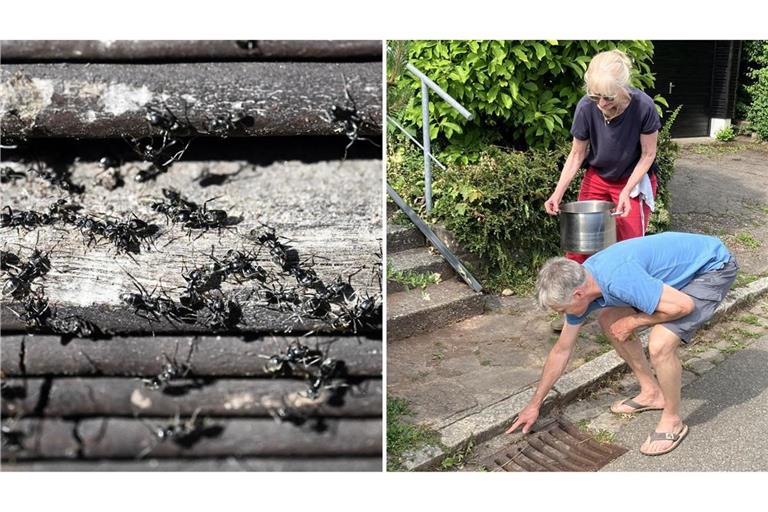 Die betroffenen Anwohner in Tübingen wollten der Ausbreitung der invasiven Ameisenart Tapinoma magnum in ihrer Straße nicht weiter zusehen und wurden selbst tätig – jetzt auch mit Unterstützung der Stadt.