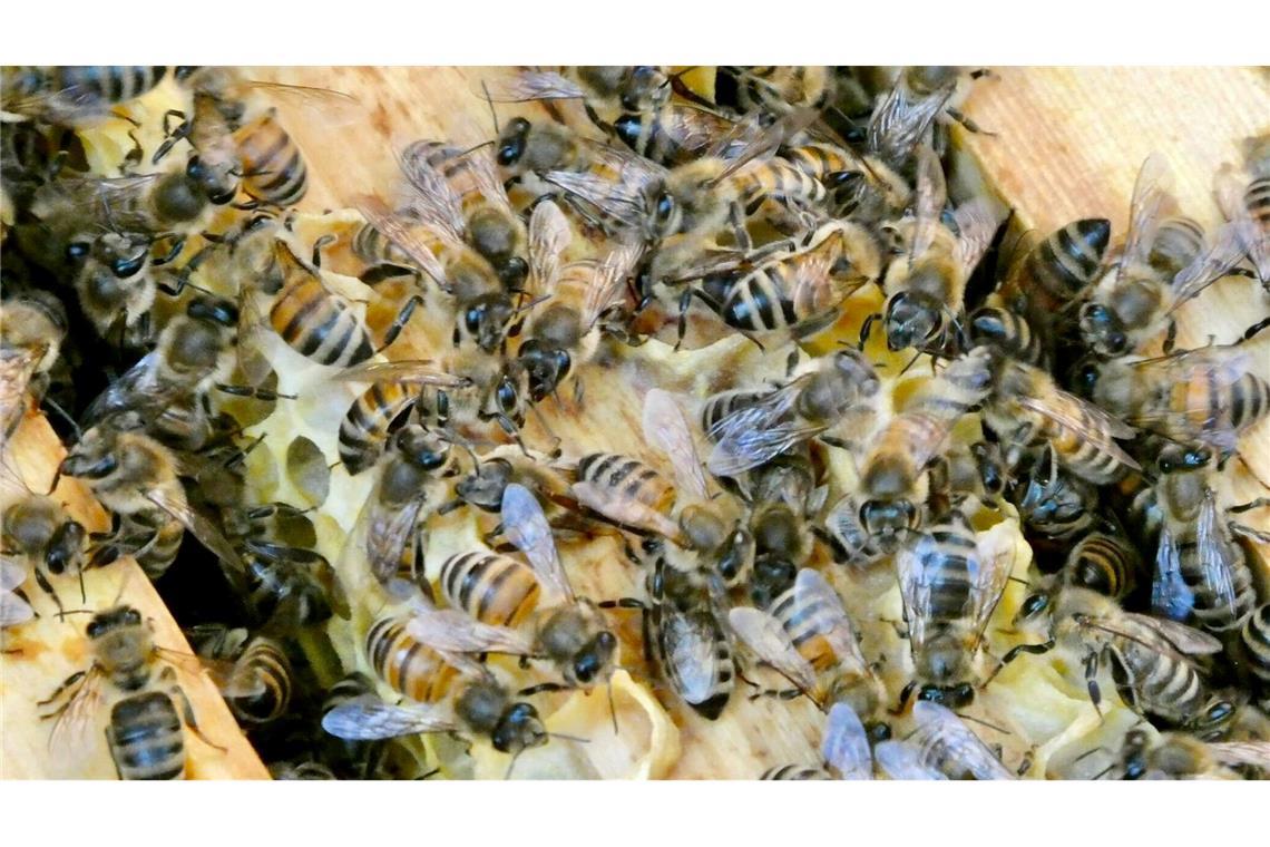 Die Bienen sind immer in Bewegung. (Archivbild)