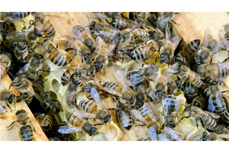 Die Bienen sind immer in Bewegung. (Archivbild)