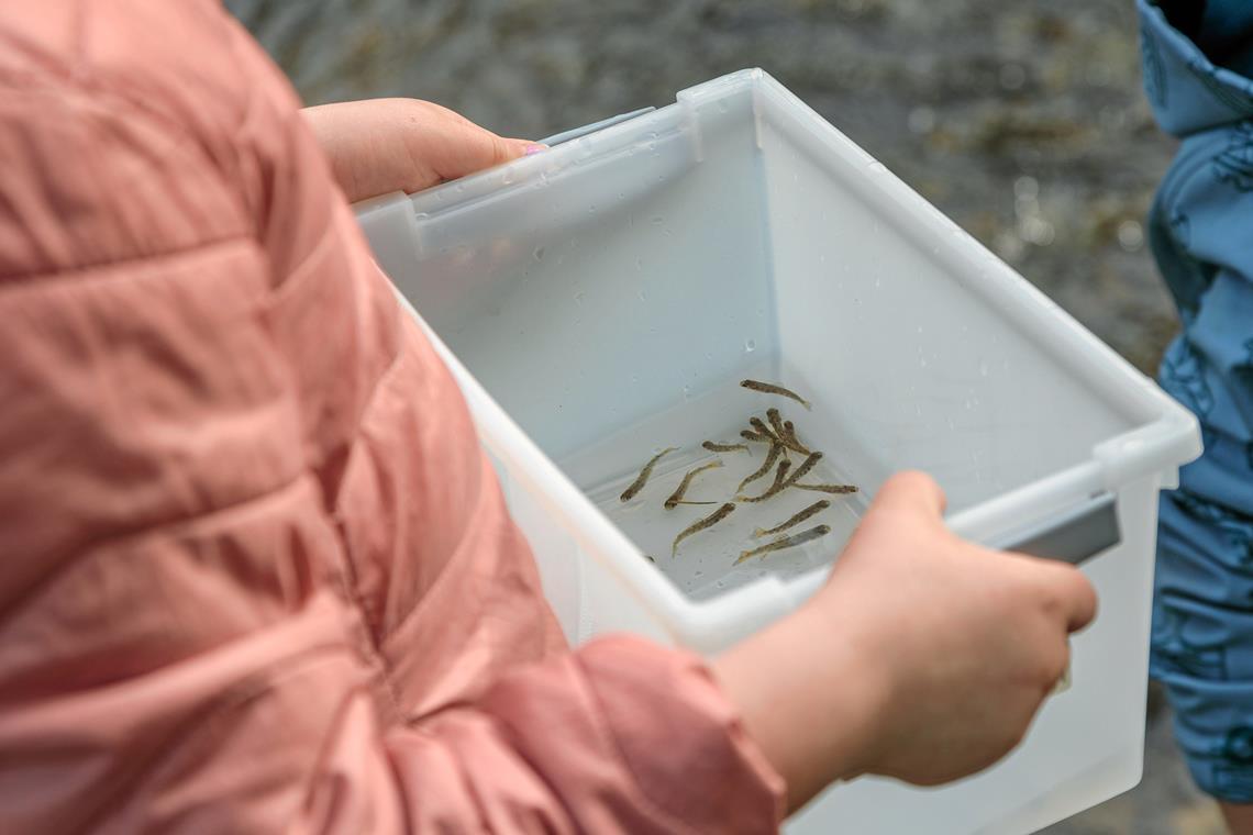 Mit dem Leben im Wasser auf Tuchfühlung Die Brutfische sind Ende Januar geschlüpft. Fotos: Stefan Bossow