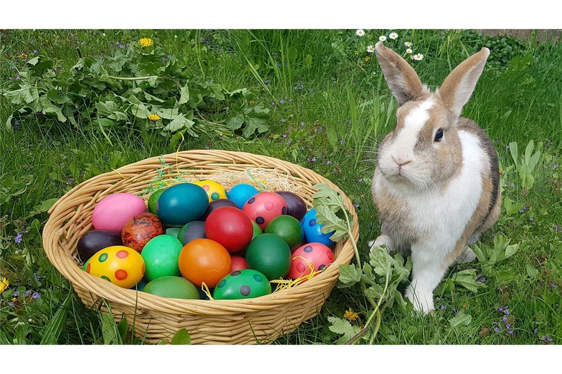 Ostern ohne Eier? Höfe widersprechen Experteneinschätzungen Die Chancen, am Ostersonntag im Garten bunte Eiern suchen zu können, stehen gar nicht einmal so schlecht.