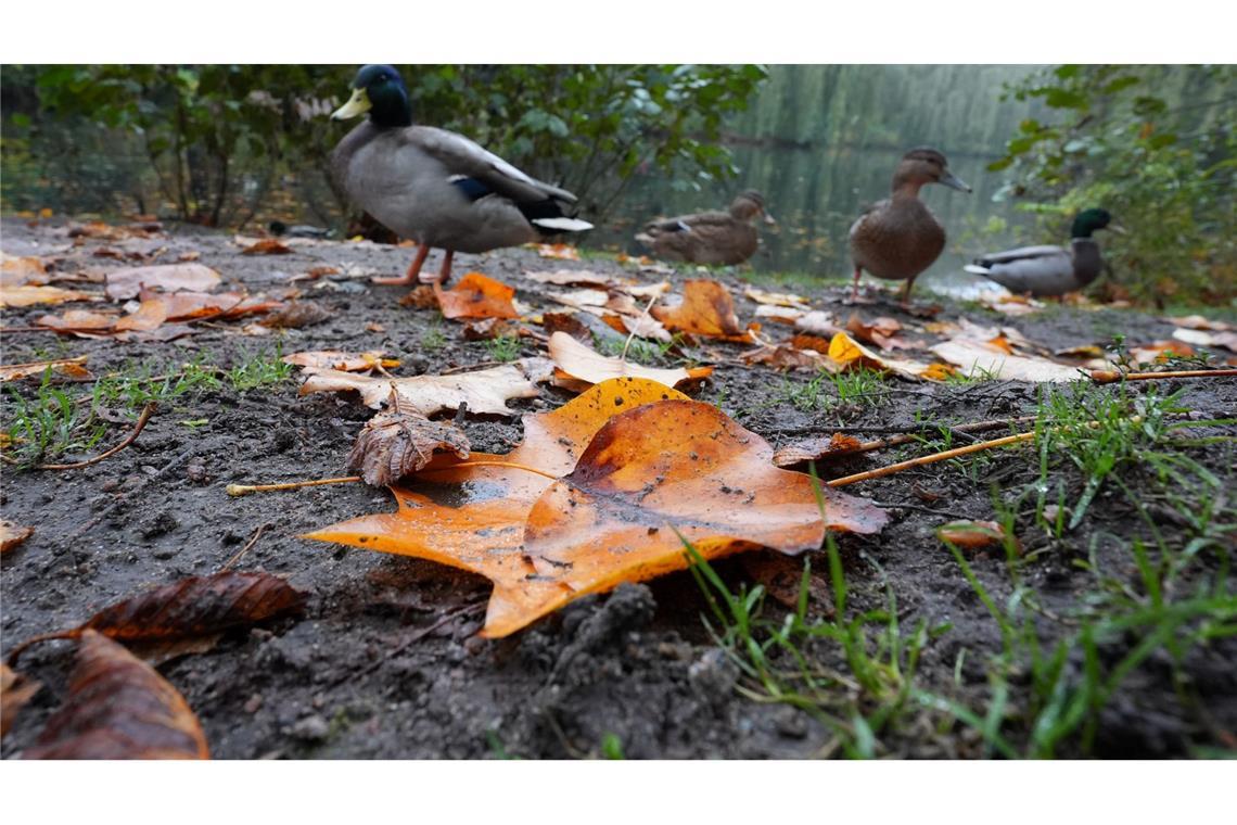 Deutsche Wildtier Stiftung warnt vor Entenfüttern mit Brot Die Deutsche Wildtier Stiftung warnt eindringlich davor, Enten mit Brot zu füttern. (Archivbild)
