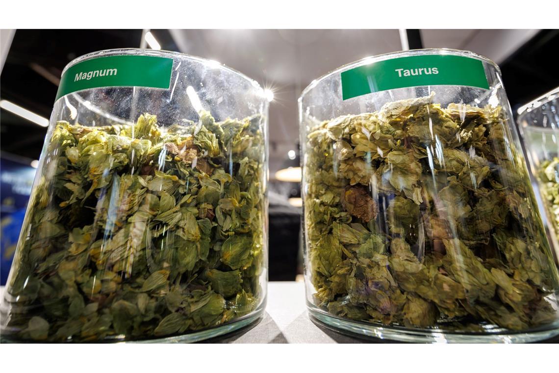 Weniger Bierdurst stürzt Hopfenbauern in Existenznöte Die deutschen Hopfenbauern stehen wegen des Rückgangs des Bierkonsums und den Folgen des Klimawandels massiv unter Druck.