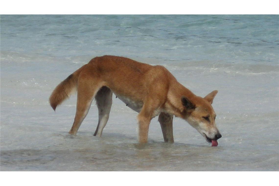 Drei Kinder auf Trauminsel K'gari von Dingos attackiert Die Dingos auf K'gari sind eine Attraktion - aber auch gefährlich. (Archivbild)