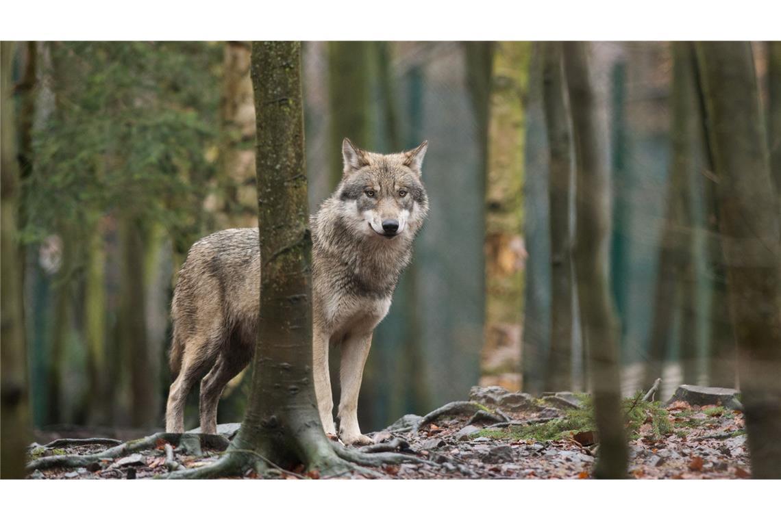 EU-Parlament macht Weg für mehr Wolf-Abschüsse frei Die Diskussion über den Wolf wird emotional geführt. Risse von Nutztieren wie Schafen und Rindern häufen sich und sind nach Angaben von Landwirten.