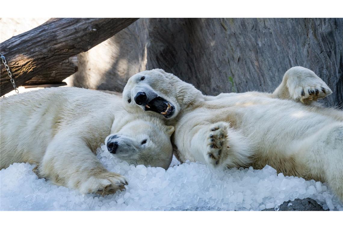 Bilder des Tages