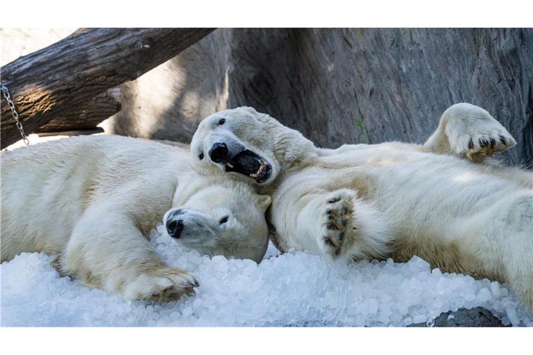 Die Eisbären im Prager Zoo kühlen sich mit Eiswürfel ab.