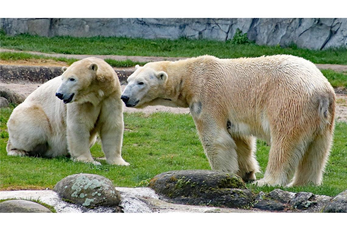 Darum gibt es keine Flaschenaufzucht Die Eisbären Nuka (links) und Kap sind Eltern geworden. Doch kommt der Wurf auch durch?