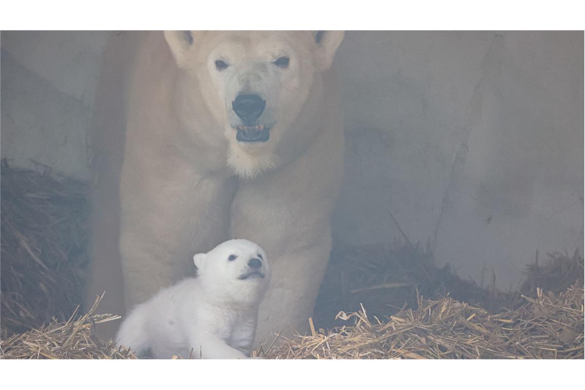 Eisbär-Nachwuchs fängt an zu krabbeln Die Eisbärin Nuka mit ihrem Nachwuchs