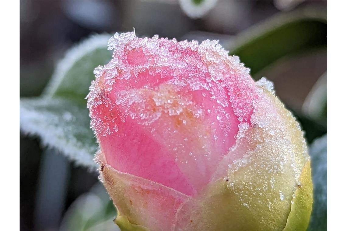 Die Eisheiligen 2026 sorgen heute für kalte Nächte und Frost in Deutschland. Erfahren Sie, welche Gebiete betroffen sind und ob dies das Ende der frostigen Temperaturen bedeutet.