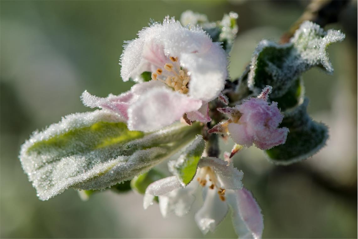 Wann sind die Eisheiligen vorbei? Die Eisheiligen haben dieses Jahr ungewöhnlich früh begonnen. Erfahren Sie, wann die Frostgefahr endet und was es mit der kalten Sophie auf sich hat.