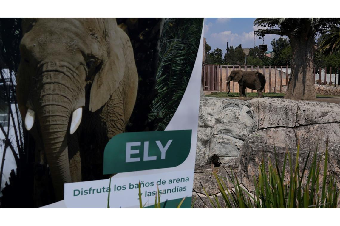 Mexikos Justiz schützt "traurigste Elefantin der Welt" Die Elefantin Ely soll in Zukunft ein besseres Leben führen - wenn auch weiterhin im Zoo. (Archivbild)