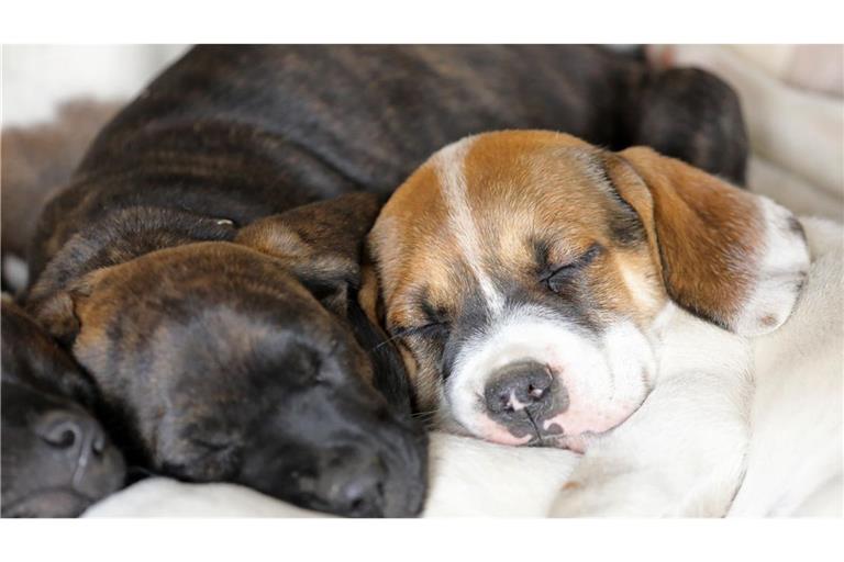 Die Entscheidung fällt in eine Zeit, in der die Tierheime im Land in einer angespannten Lage sind (Symbolbild).