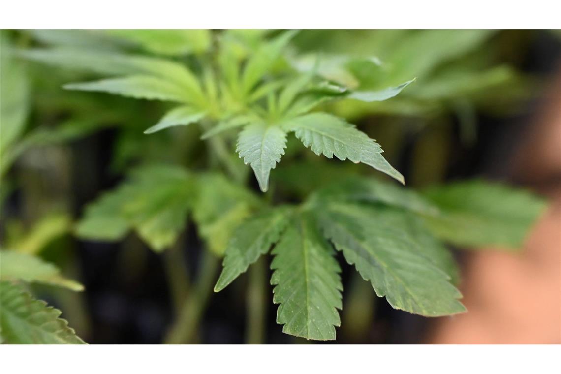 Die Ermittler entdeckten Marihuana. (Symbolbild)